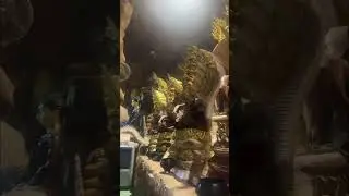 Thailand _Dragon _Temple