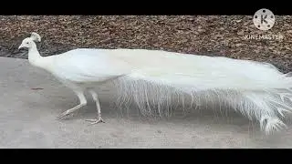 অসাধারণ সাদা ময়ুরের ভিডিও| Peacock video - Beautiful White Peacock opening its Features