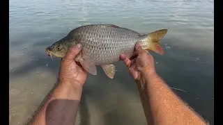 Dunai horgászat az új helyen Paliva. Korum 3k Barbel teszt. Dobó előke kötés.