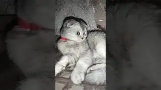 Мия злюка #cat #cat #коледнамузика #сваты6 #kitten #kitten #новамузика #новамузика #юмор #котик