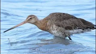 Pittima reale - Black-tailed Godwit (Limosa limosa)