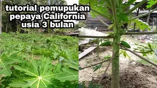 tutorial pemupukan pepaya California usia 3 bulan