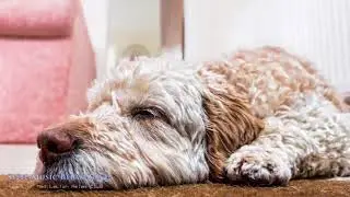 Pet Therapy | Dog Relaxation Music, Cat Sleep, Anxiety Prevention, Help Your Anxious Or Nervous Dog
