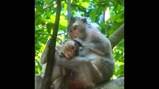 Monkey Violet accept only comfort care but not agree with milk time