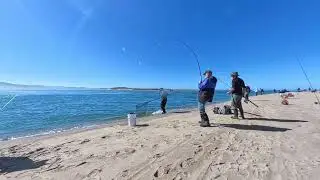 Chinook Salmon at Siletz Bay