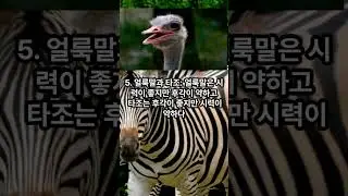 서로 협력하는 동물 사례(The cases of animals cooperating with each other) #animals