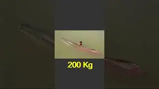 🐟 ARAPAIMA