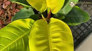 When it comes to Philodendrons, do you prefer the self-heading type or the climbing type?
