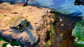 My turtles will not eat!! 😳 &ldquo;basking DOCK&rdquo;