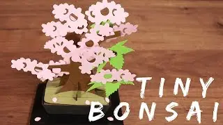 Bonsai and the Coolest Souvenir From Japan!!
