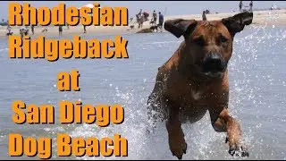 Slow Motion Rhodesian Ridgeback Dog at Dog Beach in San Diego