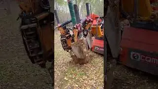 How about the Chinese tree digging machine bought for $50000#treespade#transplants #trandige
