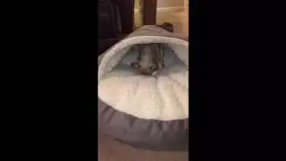 Luxury Snoozer Cozy Cave! Large size for small dogs work! They love it