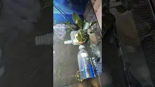 Aquarium water polisher #aquascape #fish