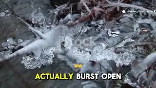 Wait&hellip; Trees Can Explode?! (Winter&rsquo;s Wild Truth)