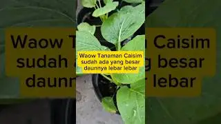 Waow Tanaman Caisim sudah ada yang besar daunnya lebar lebar