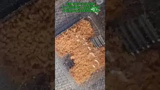 ISCA PARA FORMIGA JIMO