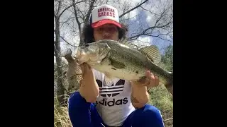 Mike Bucca Bull Gill