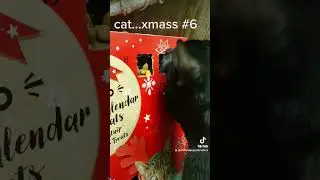 #cat #tiktok #foryou #fyp #adventcalendar #forkids #brothers #cats #kids #christmas22