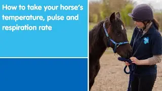 How to take your horse's temperature, pulse and respiration rate