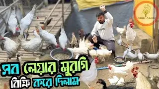 সব লেয়ার মুরগি বিক্রি করে দিলাম কেন ?
