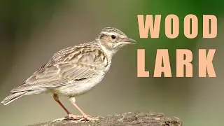 Bird sounds - WOODLARK bird singing in the spring forest