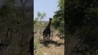Google Pixel 8 Pro x Sør-Afrika