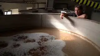 Steeping Barley and the Germination Process in the Making of Highland Park Single Malt Scotch Whisky