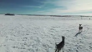 🇨🇦 Vẻ đẹp tự nhiên mùa đông đồng bằng Saskatchewan, Canada
