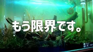 【悲報】1年1ヶ月。結局完成させられずにリタイア。#568【アクアリウム】