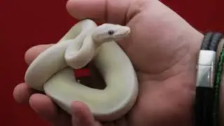 Super Mojave Orange Ghost poss Pastel or Orange Dream male