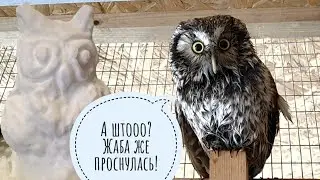 Жаба Наська проснулась! Сова Кроша открыла купальный сезон. А как вы ждёте весну?
