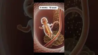 6 to 10 weeks baby development| baby's beautiful journey in womb#baby #pregnancy