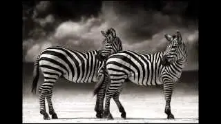 J.P. Illusion - Ashoka