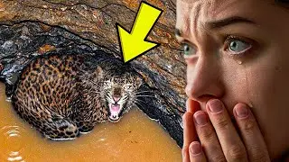 When This Leopard Fell In A Well, Help Came From A Surprising Source