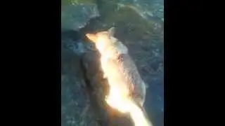 video0088