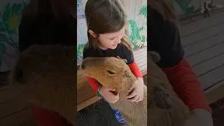 *Cutest* Capybara Meet at Gatorland Orlando Florida