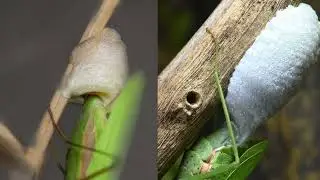 Praying Mantis Egg-Laying Timelapse: A Stunning 2-in-1 Compilation #insects #layingegg #naturelovers
