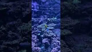 Beautiful Blue Fish in Aquarium at Kansas City Zoo#shorts