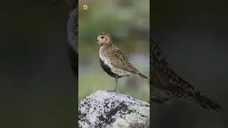 European Golden Plover Bird Sound