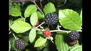 VIDEO FLORA Y FAUNA DE CHILE.avi