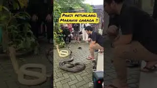 PANJI PETUALANG MARAHIN GARAGA &ldquo;KING COBRA&rdquo; #shorts