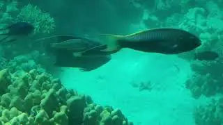 The magical seabed of the Red Sea  🌊🐬🐟 #readsea #egipet #beach #relax #travel