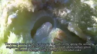 Cinipide del castagno - Vespa cinese del castagno - Dryocosmus kuriphilus - Organismo da quarantena
