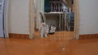 Invisible Wall Challenge with My Cat! | Meowing TV.
