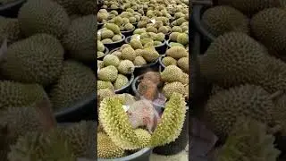 #satisfying #durian #fruitcutting #tranding #shortsvideo