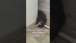 Страшный пылесос...))) #like #собака #歌ってもらった #comedymemes #топ #como #funnymemes #cat #котики  #кот