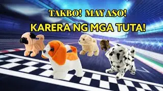 PUGS AT PLAY / TOY DOGS!