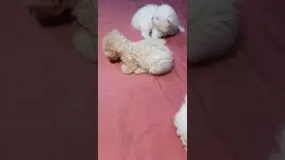 MasyaAllah, anabul 3 minggu😻😹 #disablecat #kucing #kucinglucu #lovecat #catlover #fypシ゚viral #anabul
