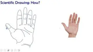 How To: Scientific Drawing
